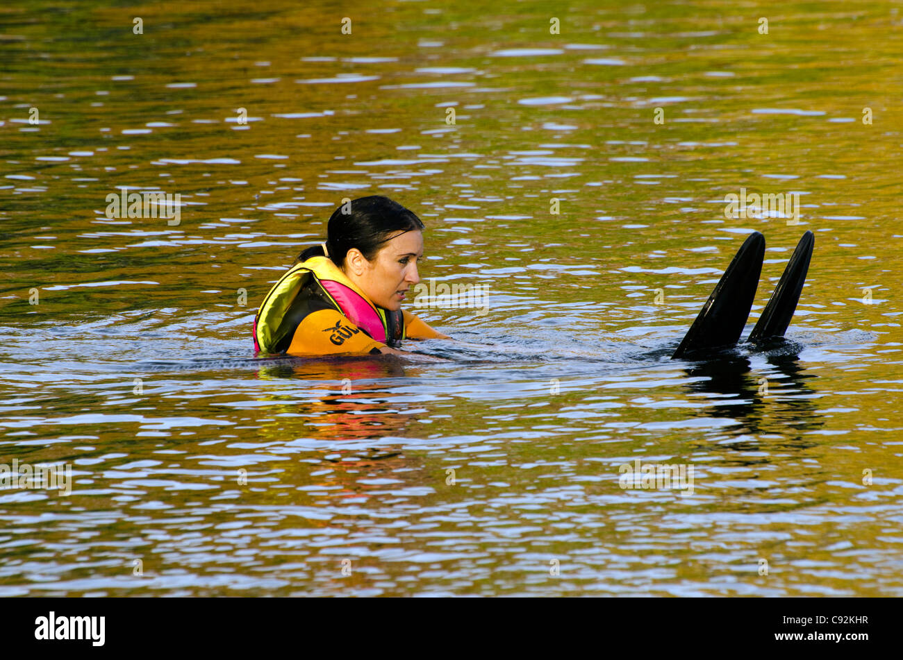 Une skieuse nautique flottant dans l'eau prêt à partir sur le lac Batchworth Rickmansworth Aquadrome Herts UK Banque D'Images