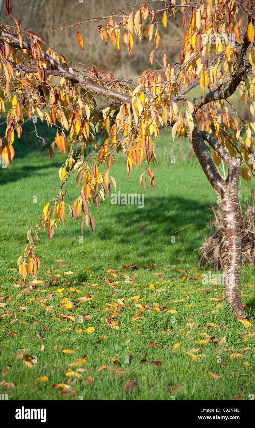 Arbre généalogique branche avec des feuilles jaunes sur une journée ensoleillée d'automne Banque D'Images