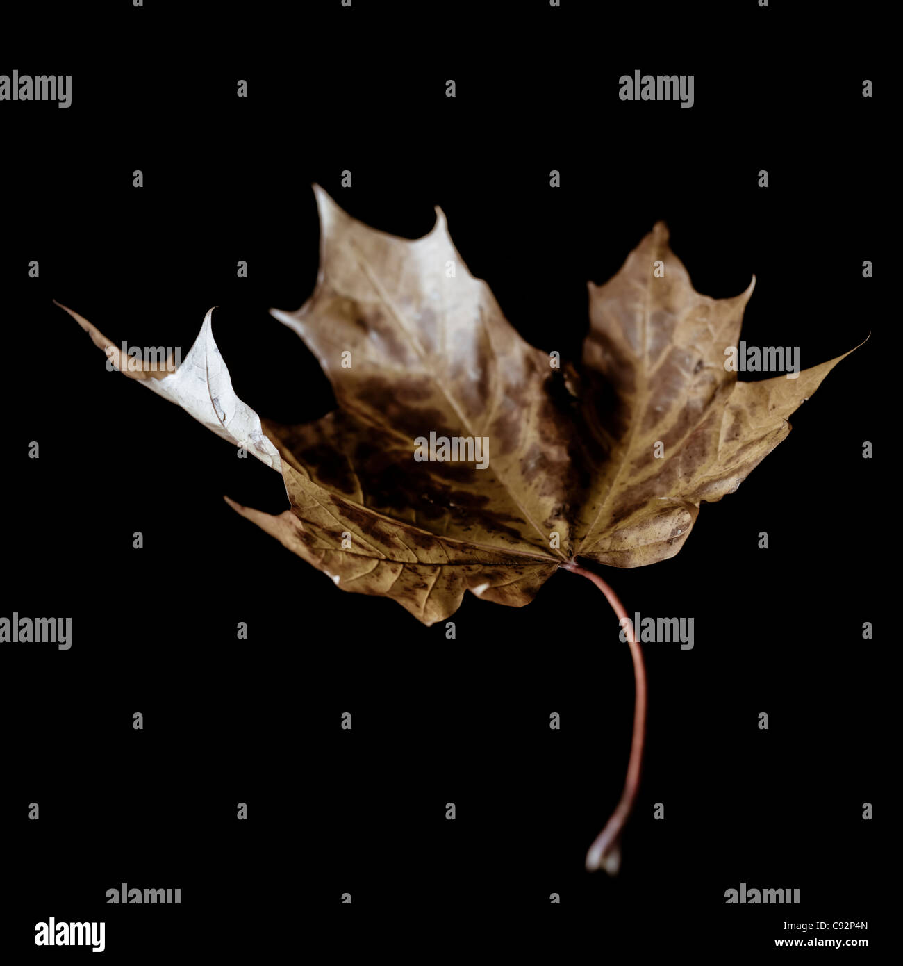 Close up detail d'autumn leaf Banque D'Images