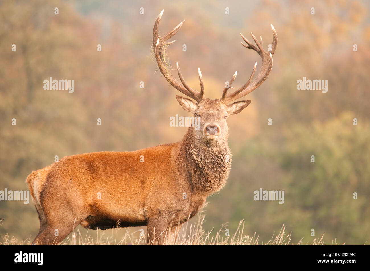 Cerf de Virginie (Cervus elaphus) pendant la rut à Cheshire, au Royaume-Uni Banque D'Images