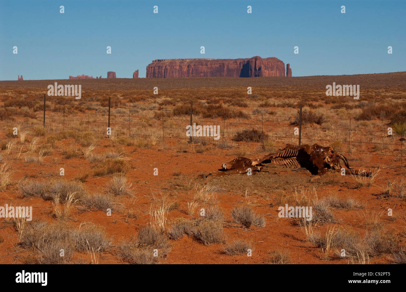 Carcasse d'animal mort, Monument Valley Tribal Park dans le Nord de l'Arizona, USA, ETATS-UNIS, États-Unis d'Amérique Banque D'Images