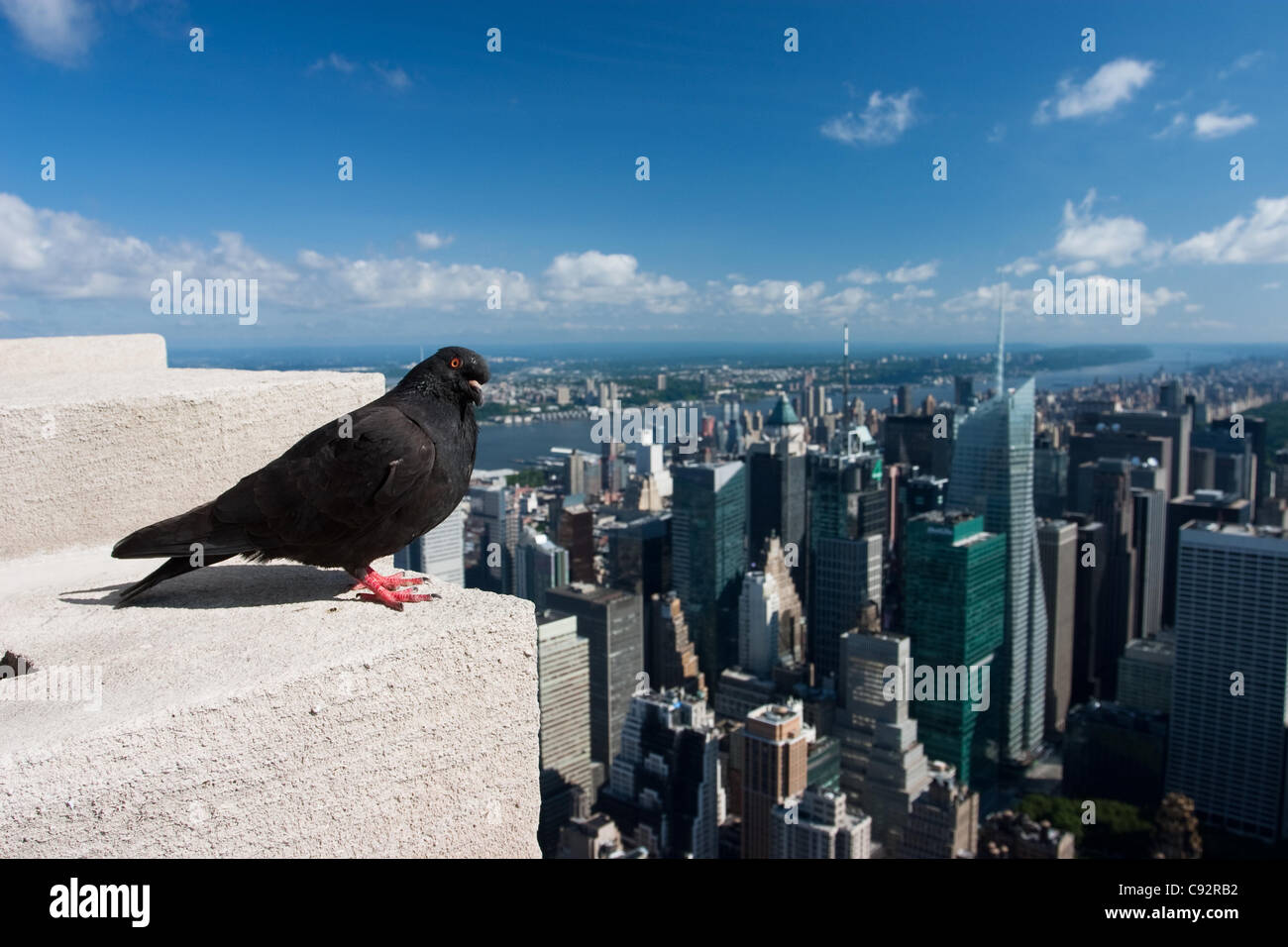Pigeon sur l'Empire State Building Banque D'Images