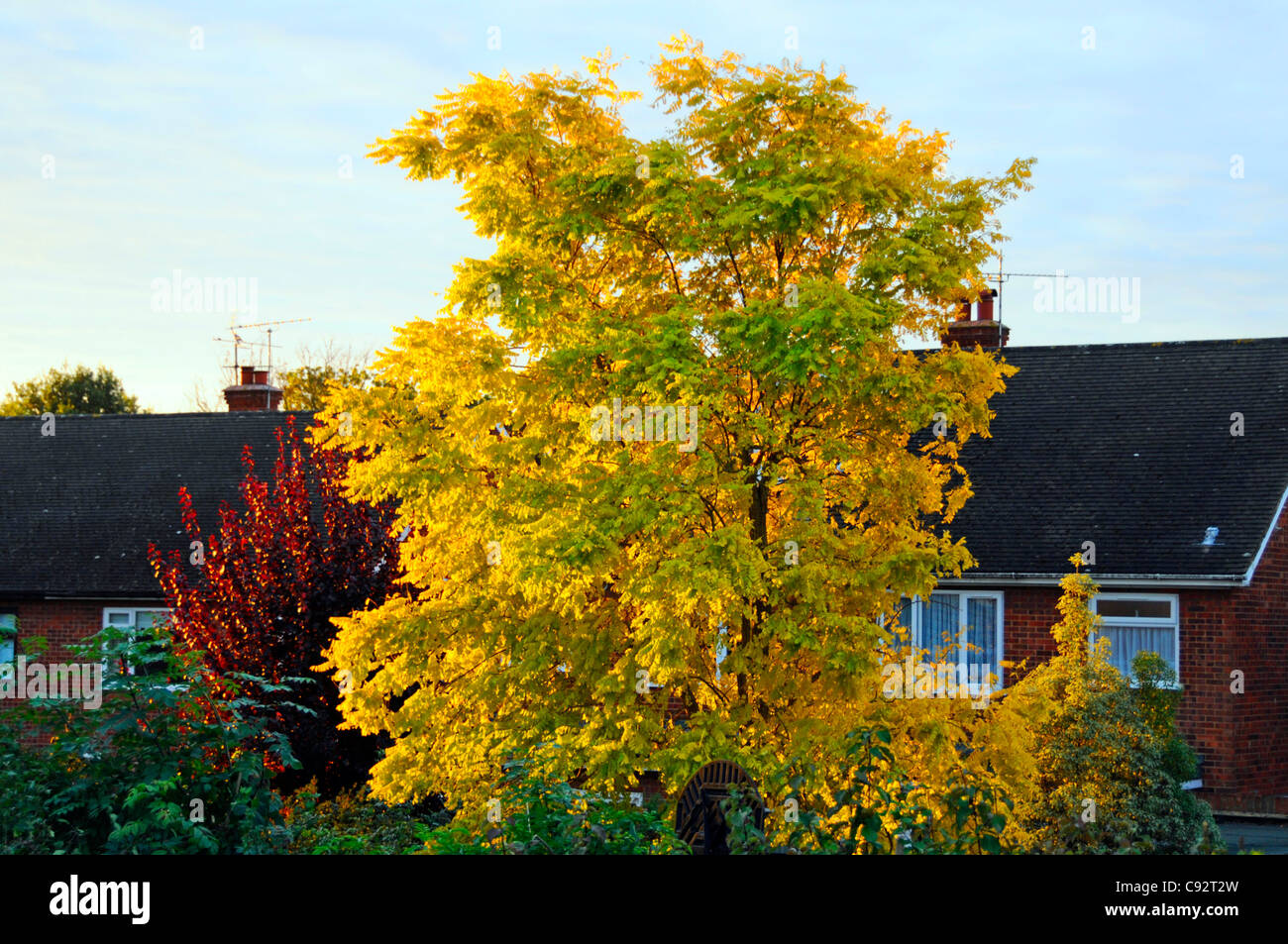 Robinia pseudoacacia riche cultivar jaune doré de Frisia planté comme arbre à feuilles caduques ornementales dans le jardin arrière tôt le matin soleil Essex Angleterre Royaume-Uni Banque D'Images