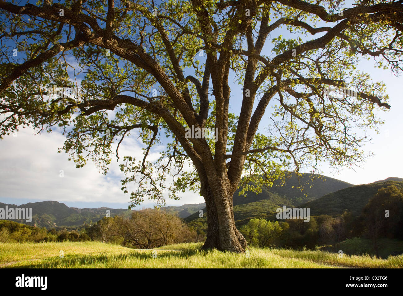 Californie - Chêne arbre qui pousse dans la région de Paramount Ranch le Santa Monica Mountains National Recreation Area. Banque D'Images