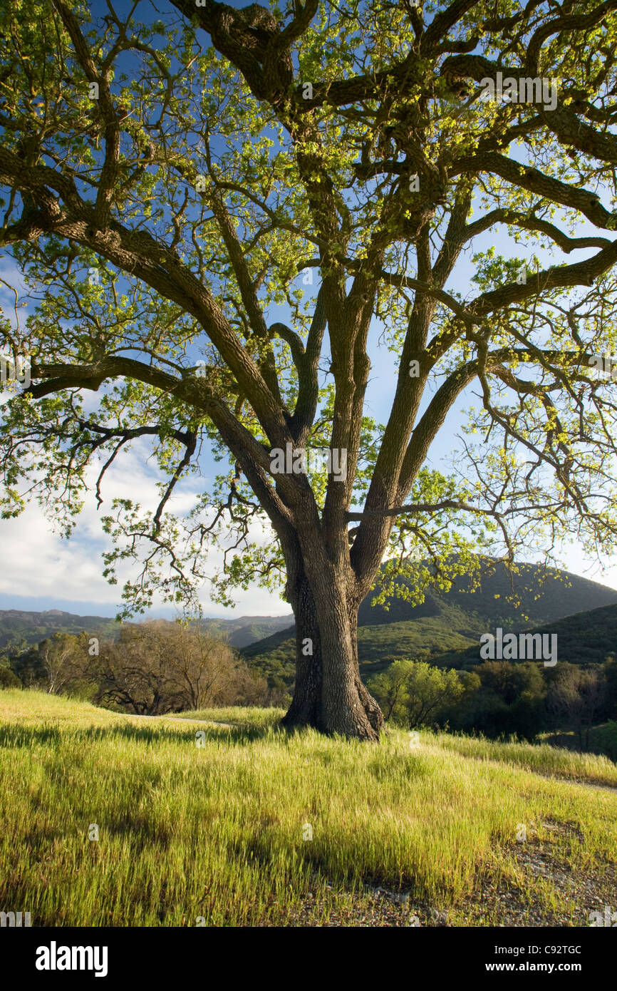 Californie - Chêne arbre qui pousse dans la région de Paramount Ranch le Santa Monica Mountains National Recreation Area. Banque D'Images