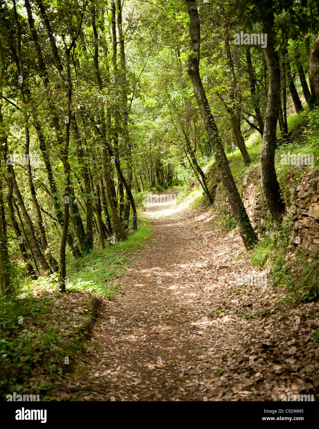 Les collines et montagnes du nord de la Toscane ont une welath de forêts de feuillus mélangés à d'autres espèces indigènes telles que Banque D'Images
