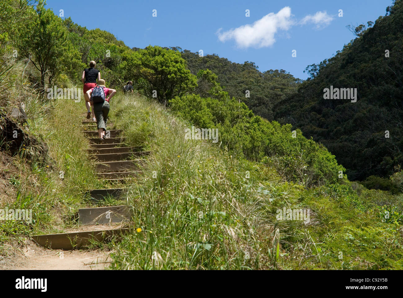 Le grand Parc National d'Otway contient une grande diversité de paysages et de types de végétation, qui est populaire avec les touristes. Banque D'Images