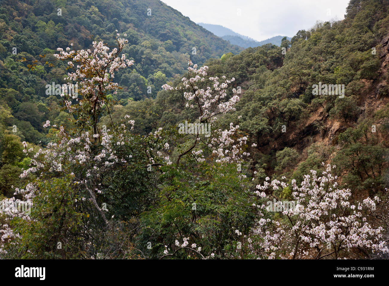 La belle fleur de bauhinia variegata, grandissant dans le Drangme Chhu Trashi Yangstze river valley près de. Banque D'Images