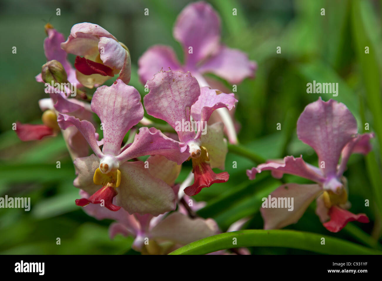 Une belle orchidée Vanda de l'espèce. Banque D'Images