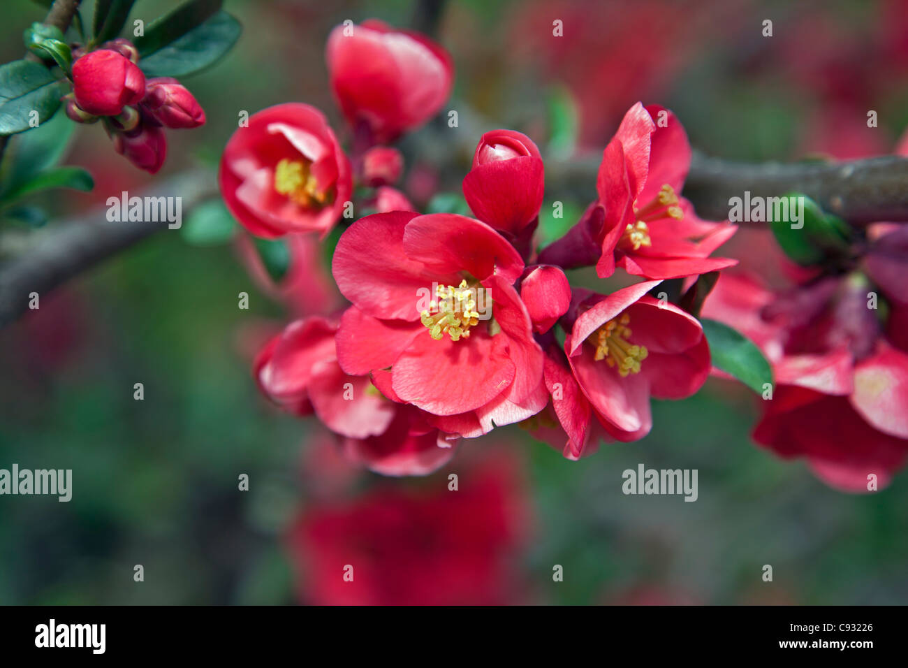 Les fleurs rouge vif de Camellia japonica arbuste, originaire de l'Asie orientale. Banque D'Images