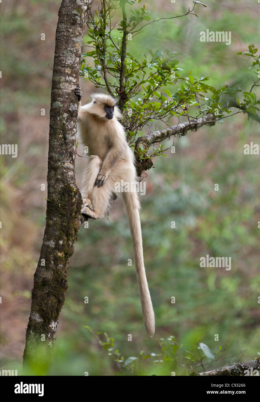 Un Langur Doré une espèces de singe trouvés dans les contreforts des montagnes de l'Himalaya. Banque D'Images