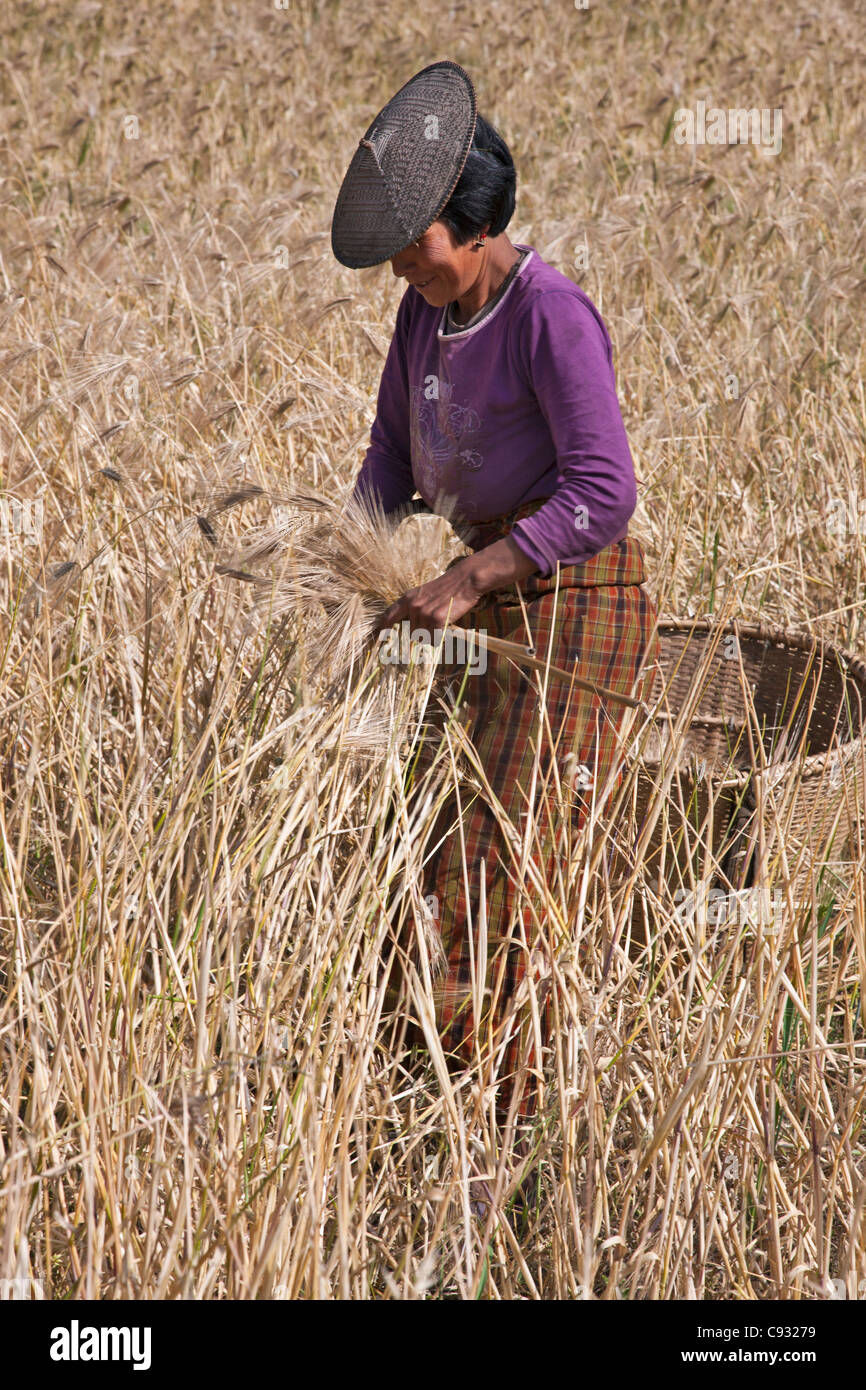 Les récoltes de maïs à une femme sa famille s hillside farm dans la vallée Mangde Chhu. Banque D'Images