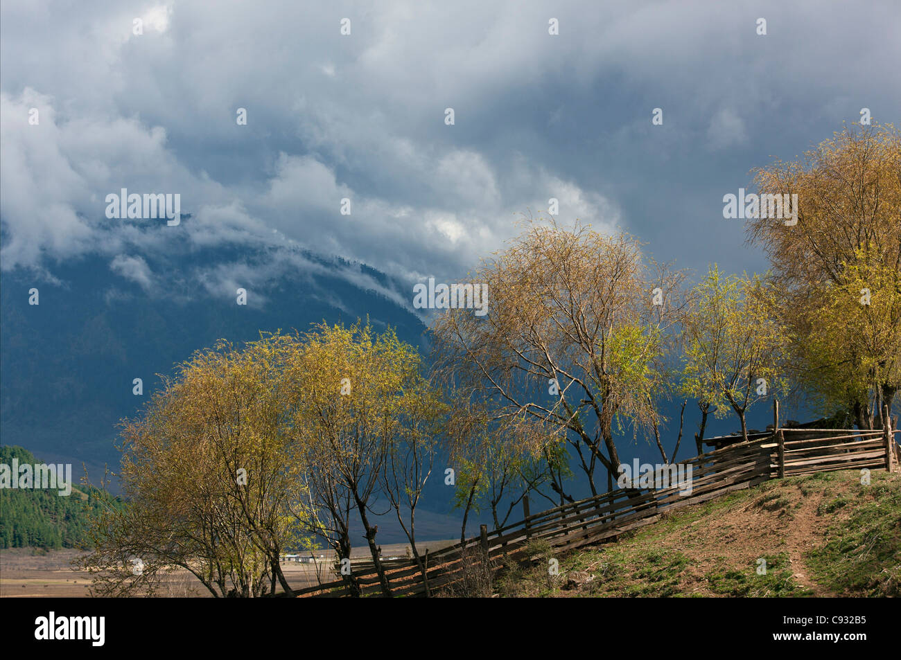 Un rayon de soleil s'allume une rangée d'arbres sur une ferme dans la fertile vallée de Phobjikha. Banque D'Images