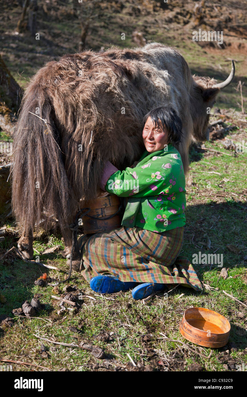 Laits une femme un yak dans un récipient en bois traditionnel alors que sur la Montagne Noire col appelé Lawa La. Banque D'Images