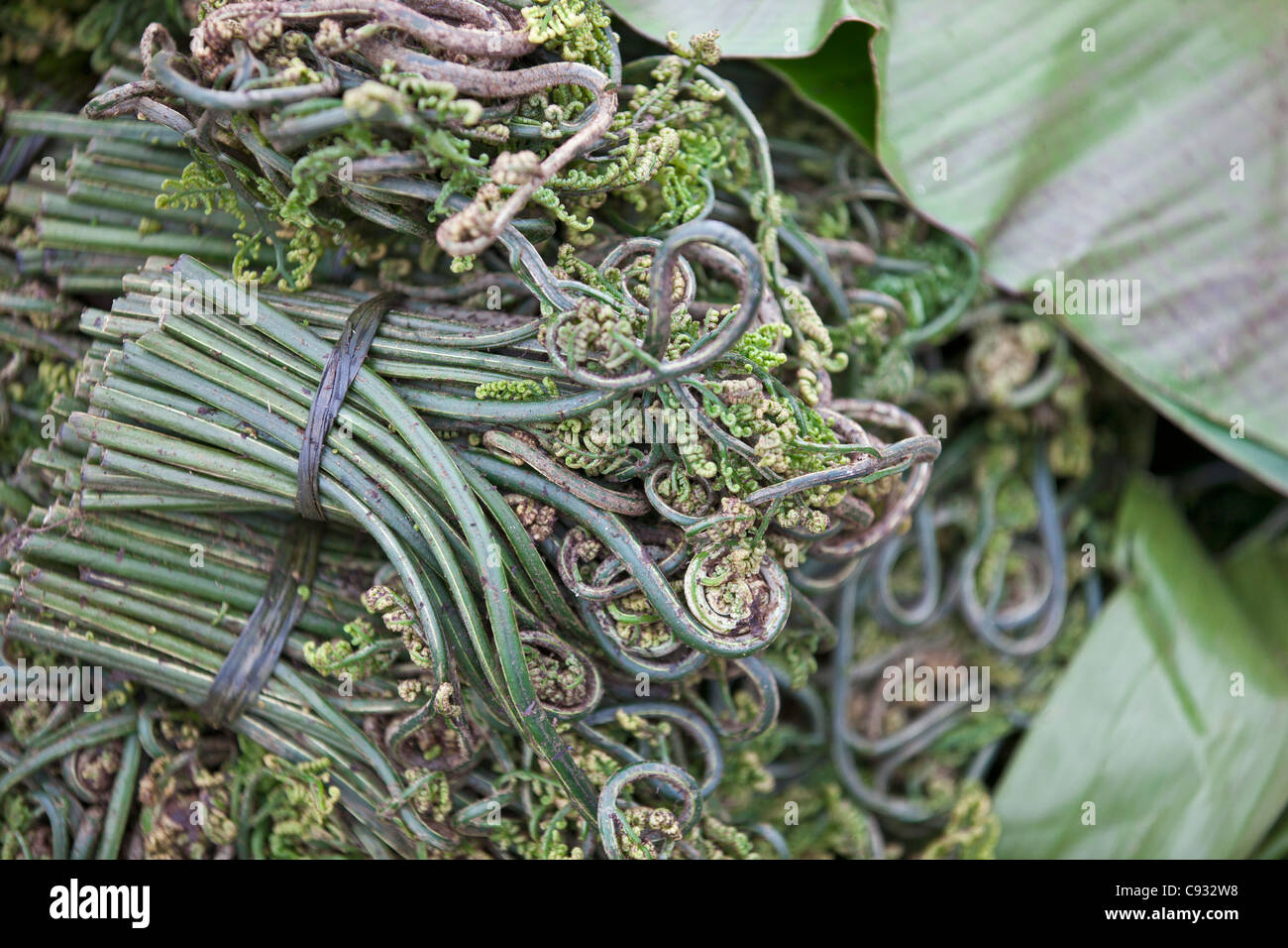 Fougère fougère en vente au marché de Paro. Ces verts sont un délicieux légumes de saison au Bhoutan. Banque D'Images