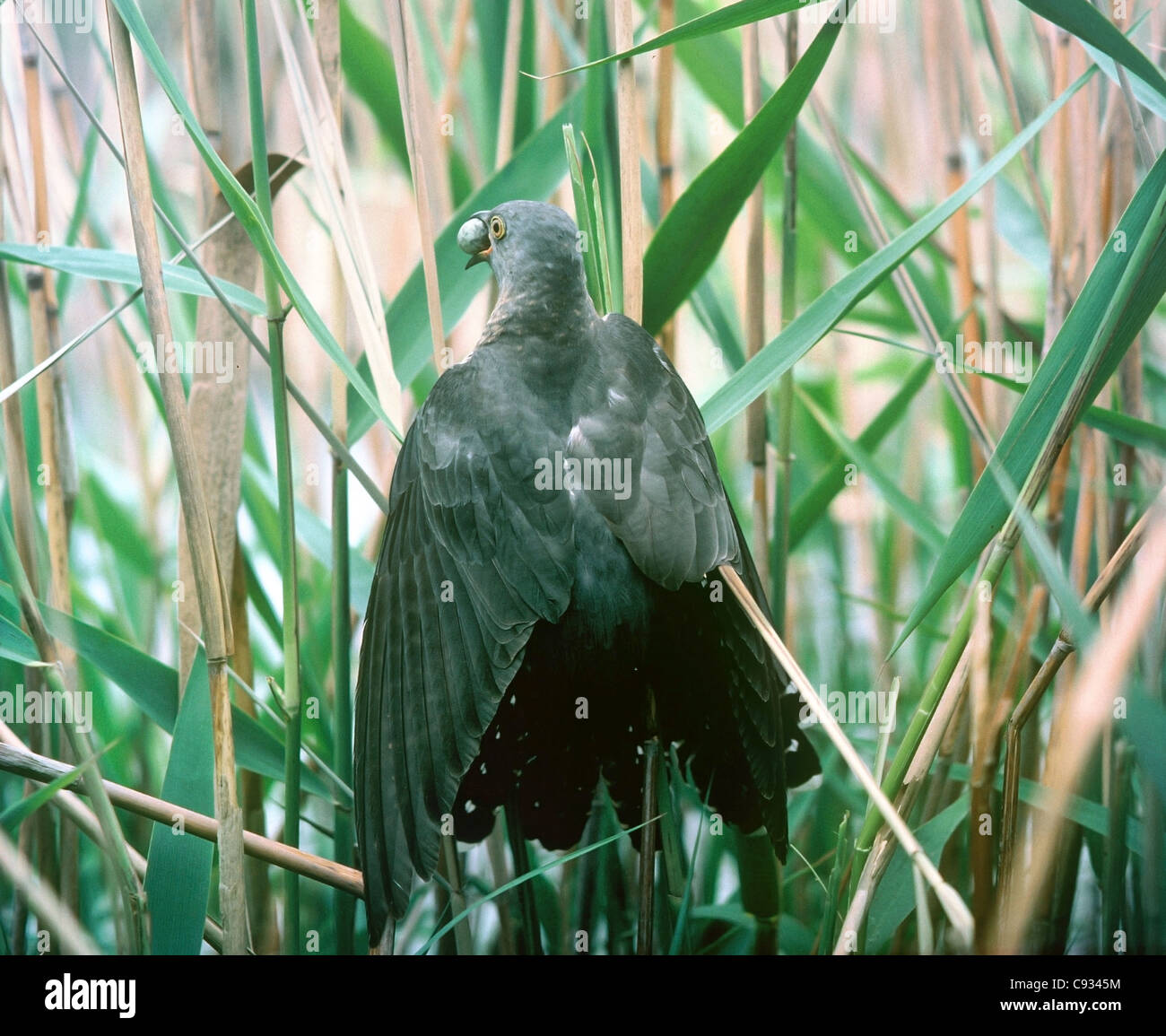 Cuckoo Cuculus canorus common reed le vol d'un oeuf de fauvettes nichent dans les roseaux avant de déposer ses propres Banque D'Images