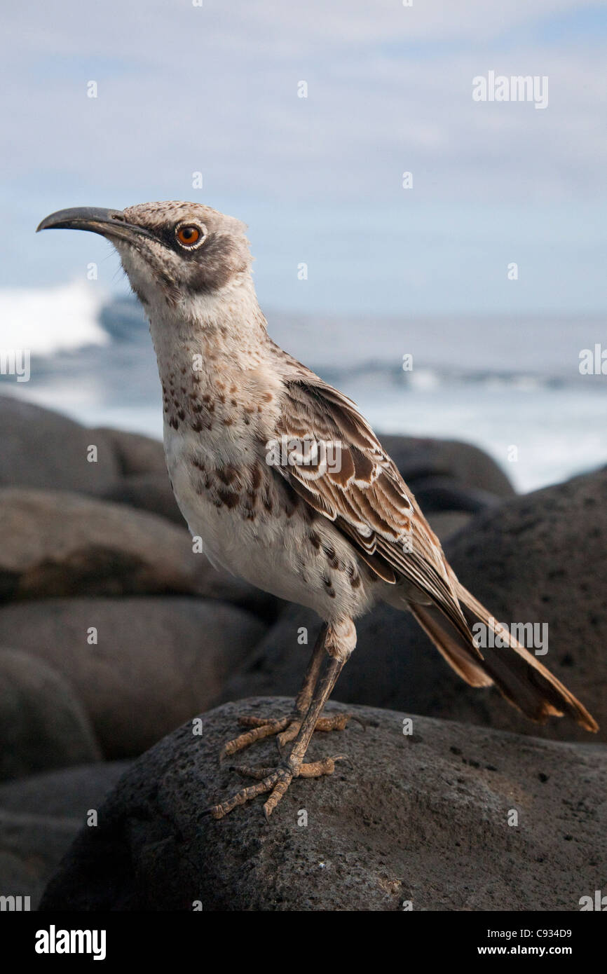 L'Equateur, Galapagos. Un très grave à la Española Mockingbird sur les rochers au bord de la mer. Banque D'Images