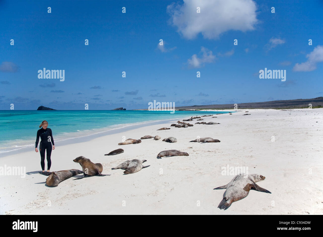 L'Equateur, Galapagos. Une jeune femme regarde le soleil les lions de mer. M. Banque D'Images