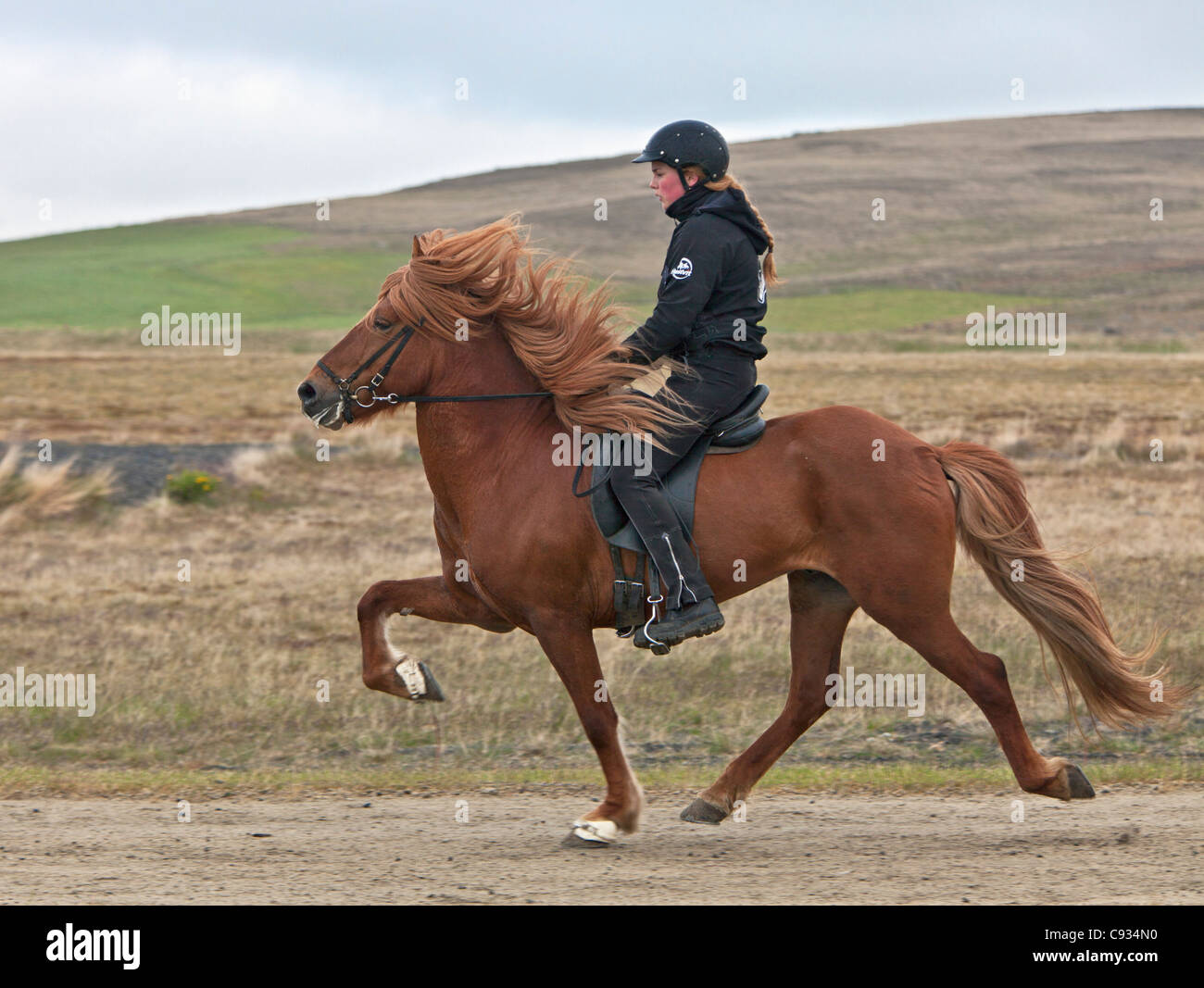 Une cavalière équitation son cheval islandais avec la démarche étape haute caracolant appelé tolt. Banque D'Images
