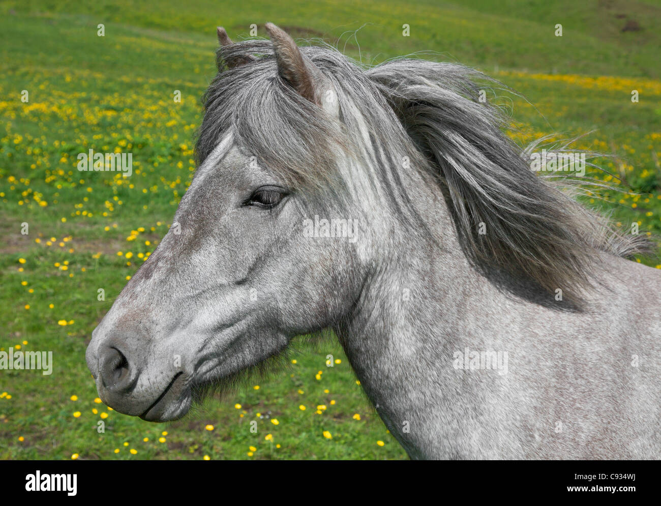 Un cheval gris à Vik. Banque D'Images