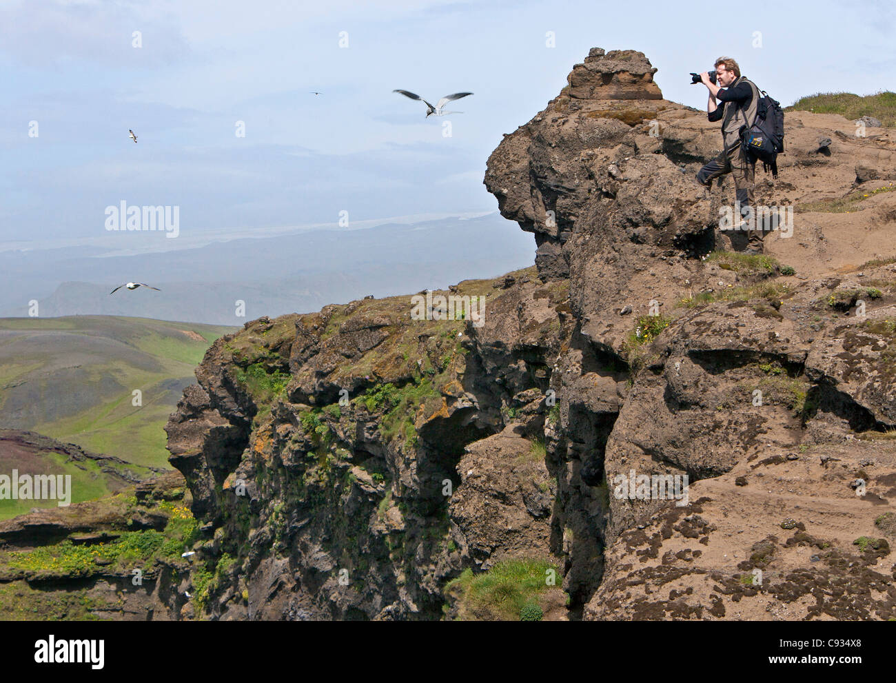 Un visiteur photos les oiseaux de mer sur les falaises de Dyrhólaey, qui sont une réserve naturelle riche en oiseaux. Banque D'Images