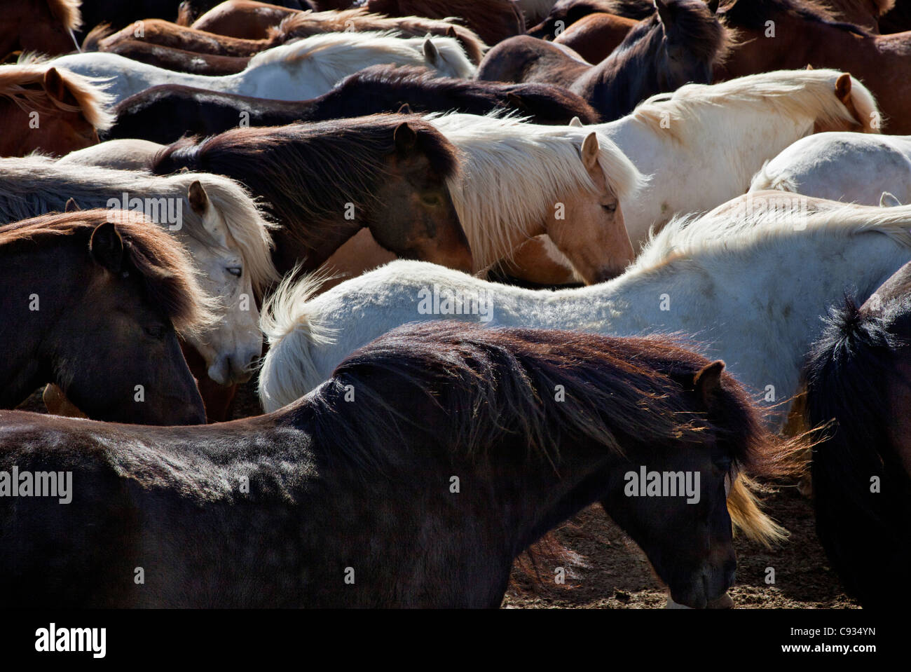 Chevaux Islandais à l'abri dans un fort vent. Banque D'Images