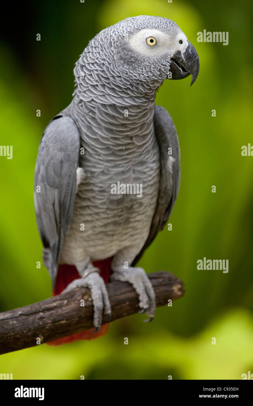 Bali, Ubud. Un perroquet gris d'Afrique à Bali Bird Park. Banque D'Images
