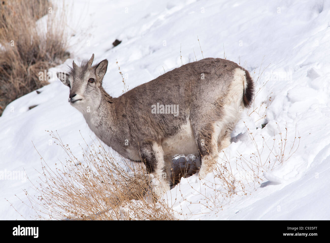 L'Inde, le Ladakh, Rumbak. Himalayan Blue Sheep, ou Bharal, en quête de nourriture sur une pente enneigée dans la vallée de Rumbak, Ladakh, Inde Banque D'Images