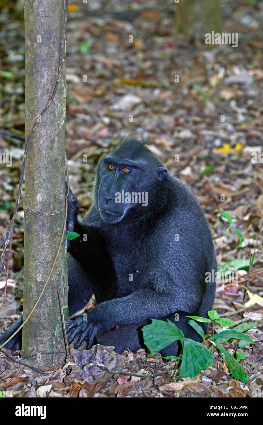 Macaque à crête noir Sulawesi en Indonésie, Banque D'Images