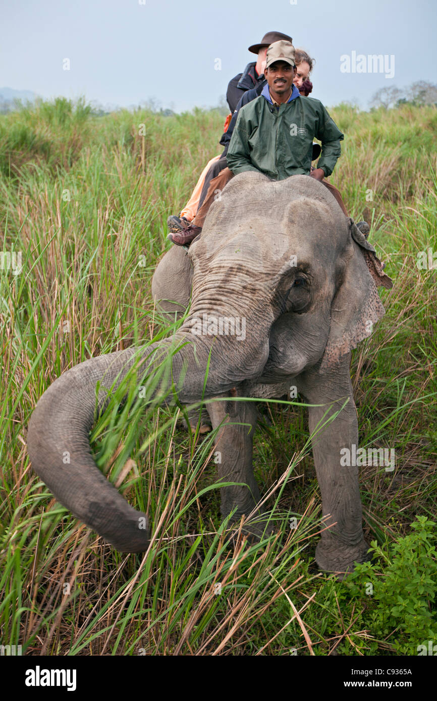 Les touristes prendre un matin tôt éléphants ride à rechercher d'Indien Grand rhinocéros à une corne. Banque D'Images