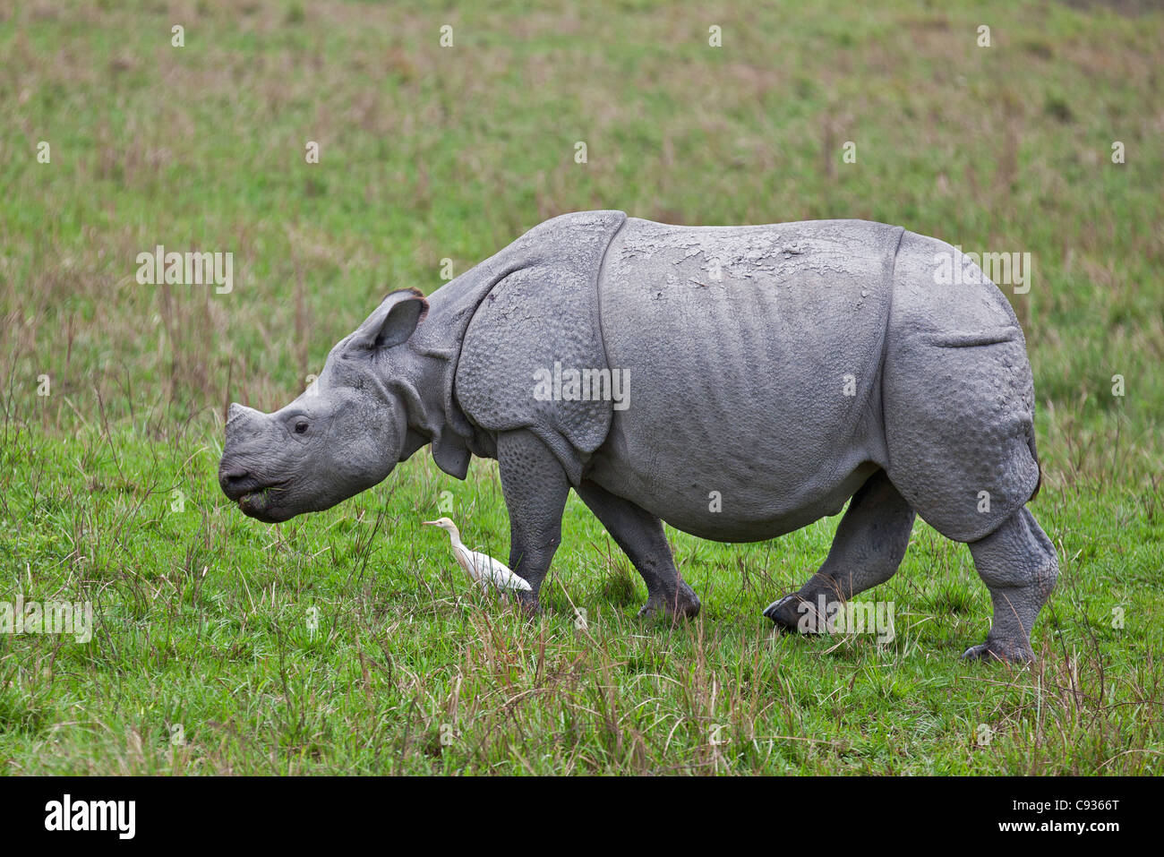 Un Indien Grand rhinocéros à une corne, dans le parc national de Kaziranga. Banque D'Images