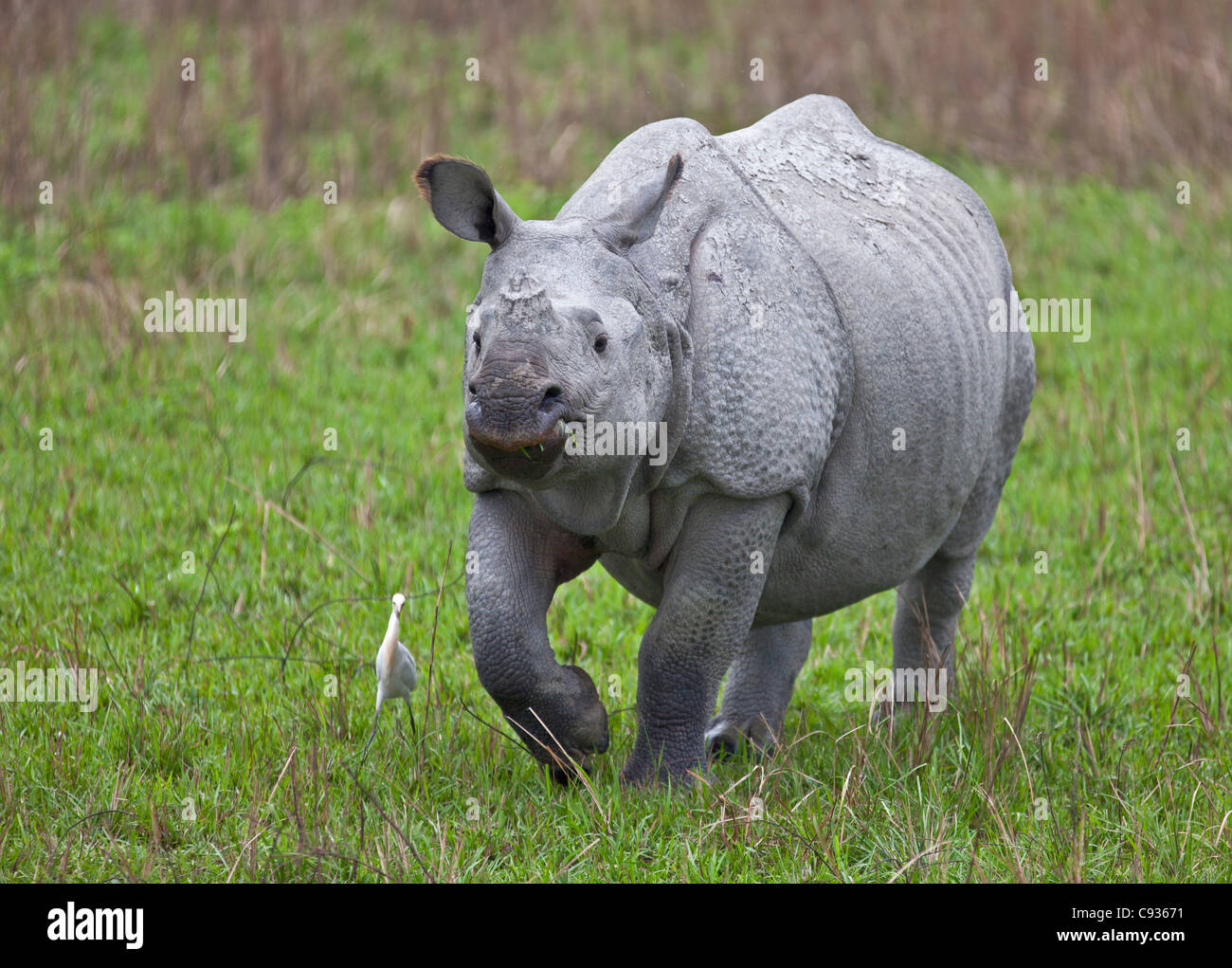 Un Indien Grand rhinocéros à une corne, dans le parc national de Kaziranga. Banque D'Images