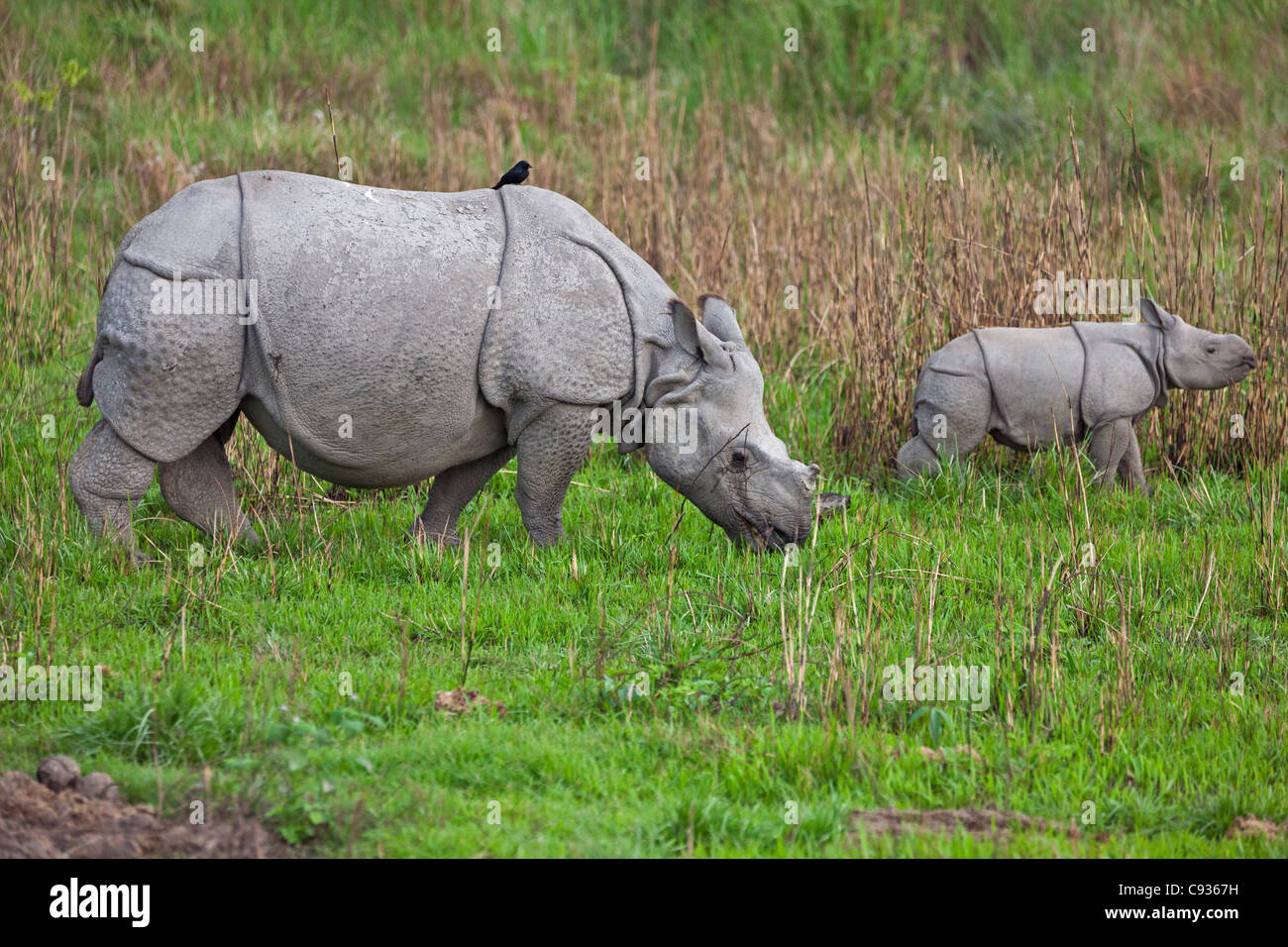 Une mère et son petit Indien Grand-duc d'un rhinocéros dans le parc national de Kaziranga. Banque D'Images