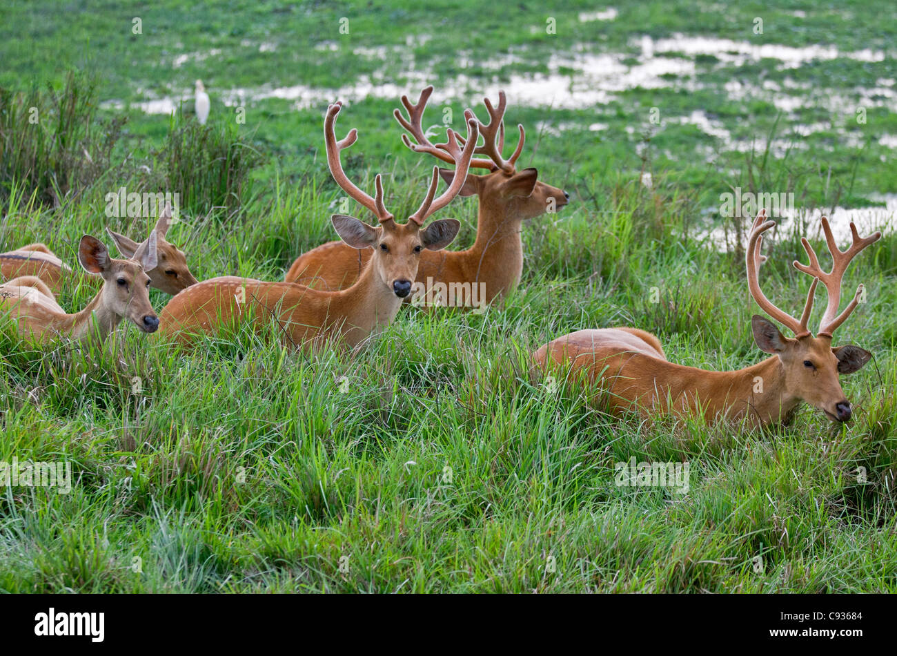 Un troupeau de cerfs des marais sur le bord d'un marais dans le parc national de Kaziranga. Ces cervidés sont une espèce en voie de disparition. Banque D'Images
