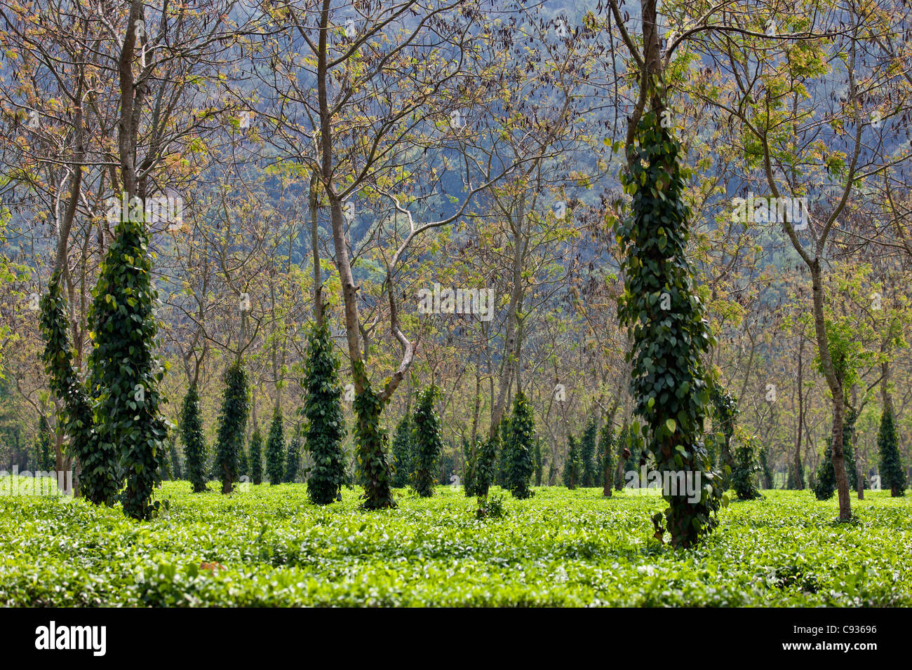 Un jardin de thé près de Parc national de Kaziranga à l'ombre des arbres ornés de plantes grimpantes. Banque D'Images