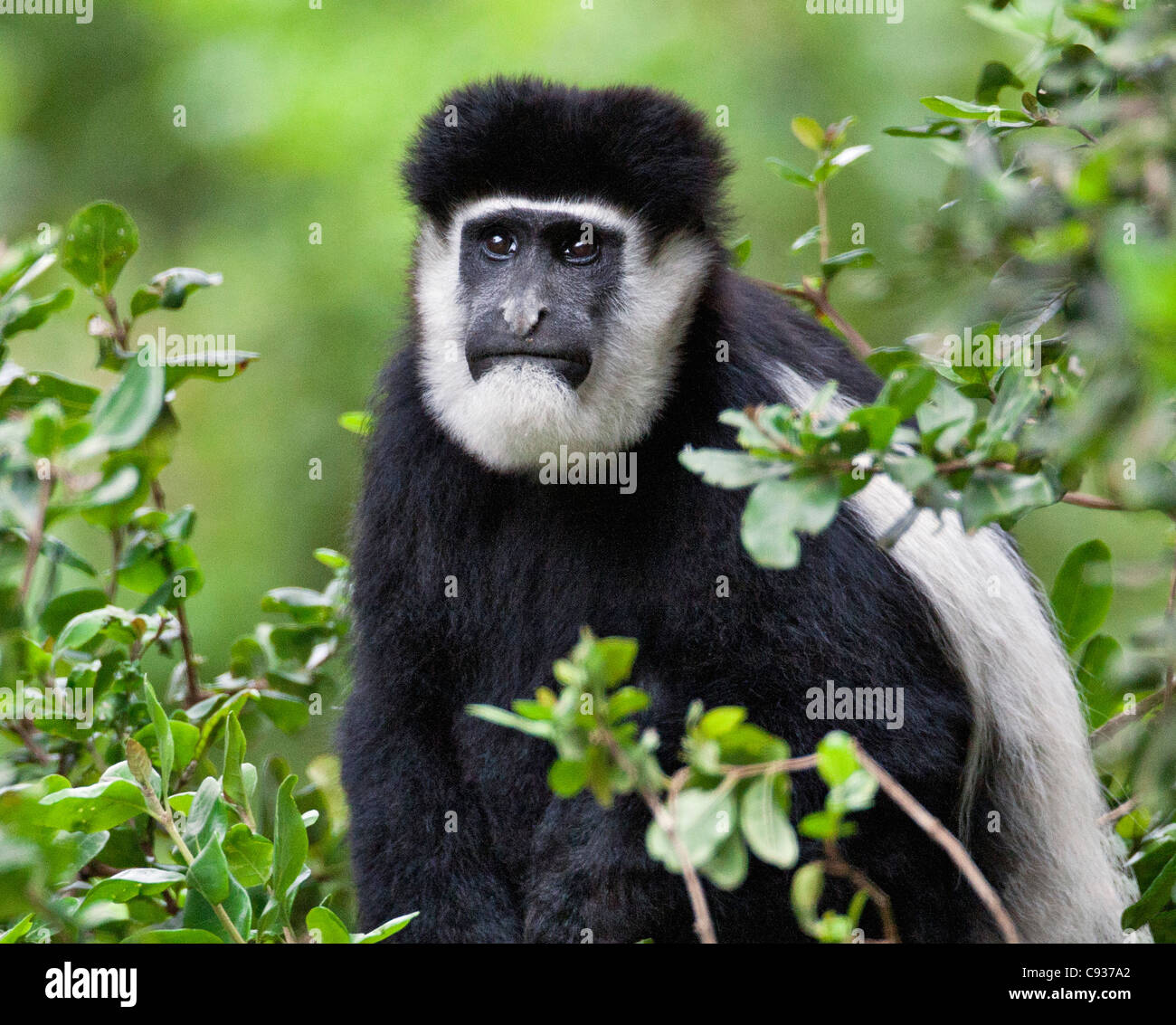 Un singe Colobus Guereza dans les montagnes Aberdare du centre du Kenya. Banque D'Images