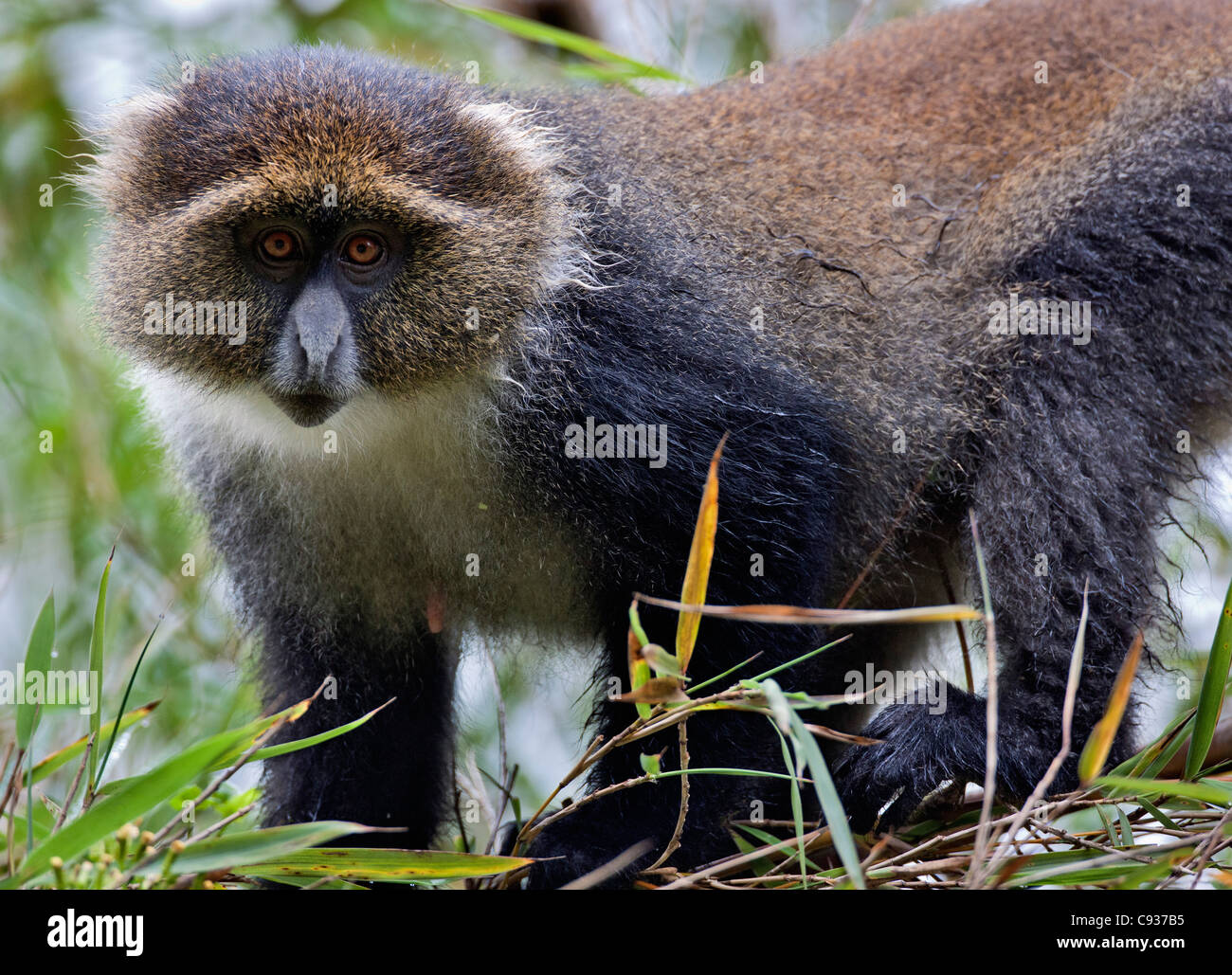 Une femelle singe Sykes dans les montagnes Aberdare du centre du Kenya. Banque D'Images