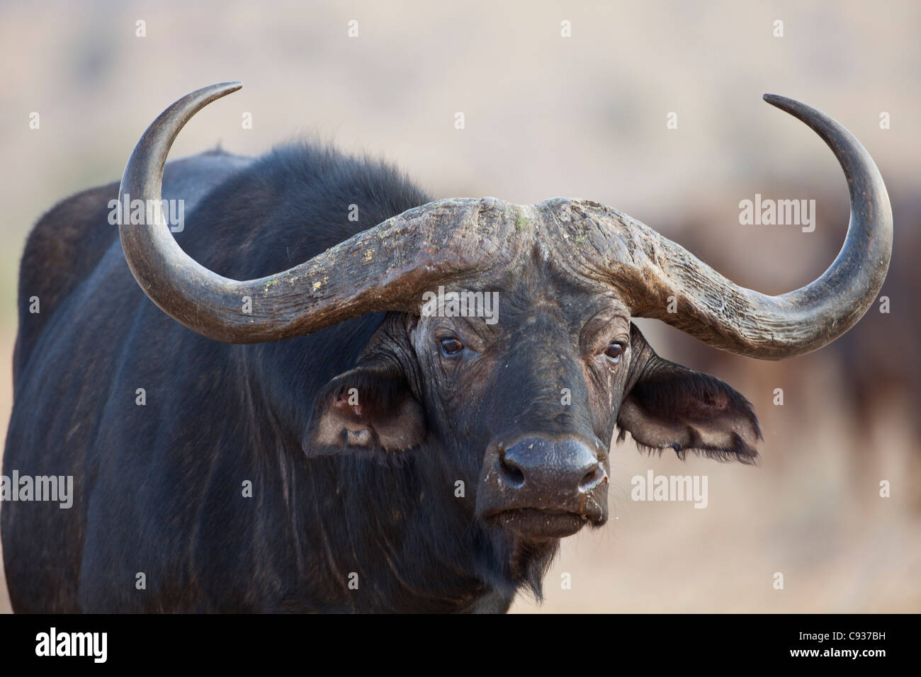 Un bel homme Buffle africain à Tsavo East National Park. Banque D'Images