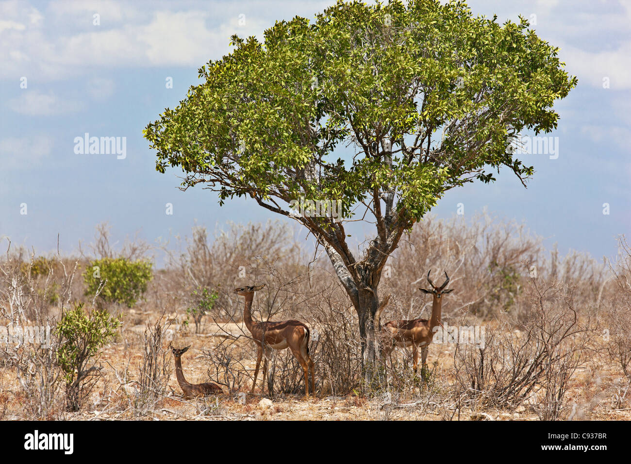Une famille de Gerenuk à Tsavo East National Park. Banque D'Images