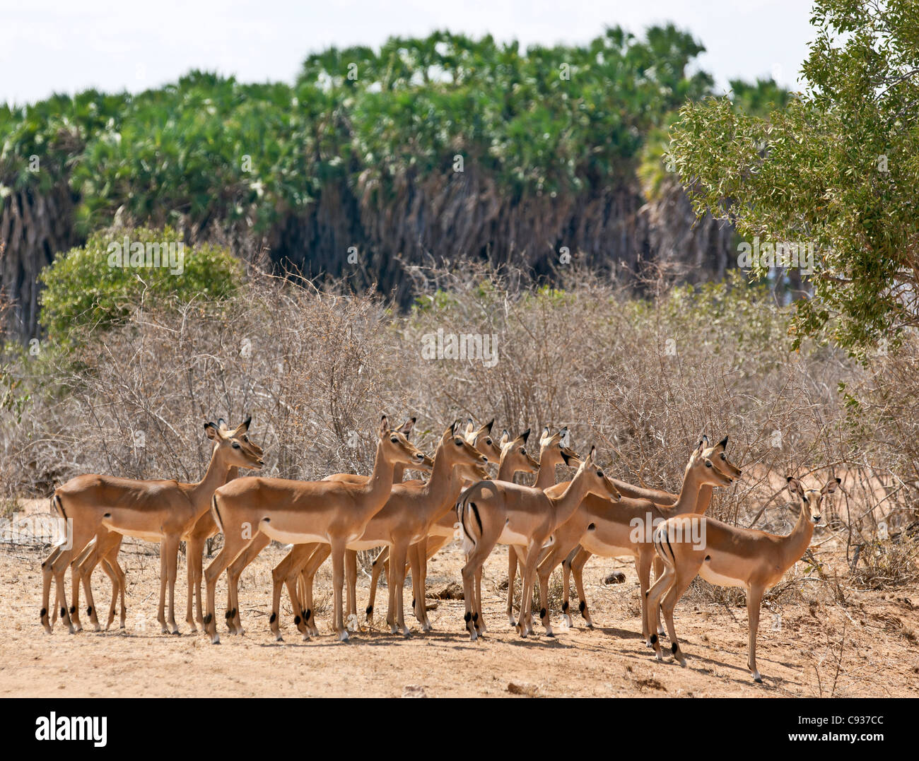 Un troupeau d'impalas à Tsavo East National Park. Banque D'Images