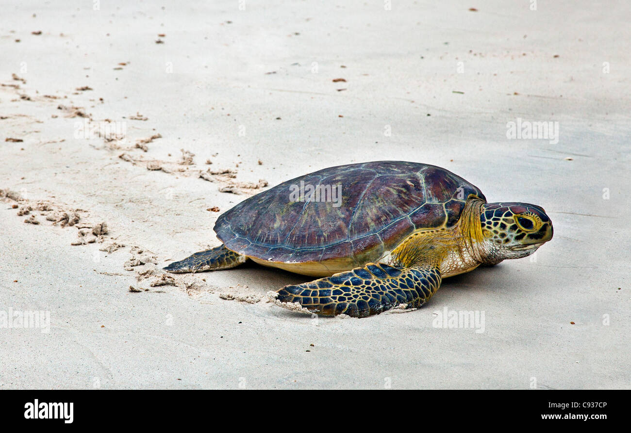 Une tortue de mer verte crossing Plage de Watamu. Banque D'Images