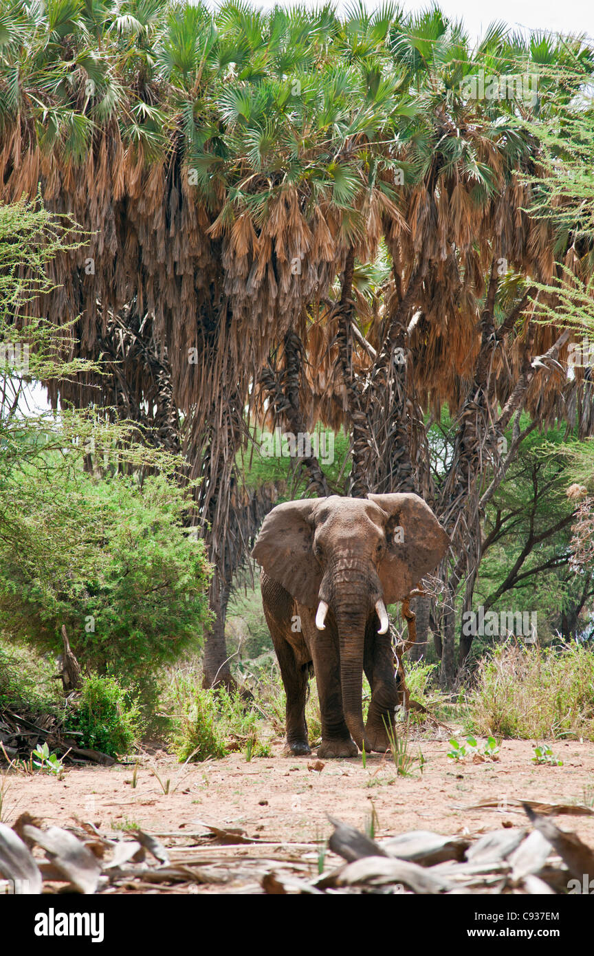 Un éléphant mâle en face de palmiers doum à Samburu Game Reserve. Banque D'Images