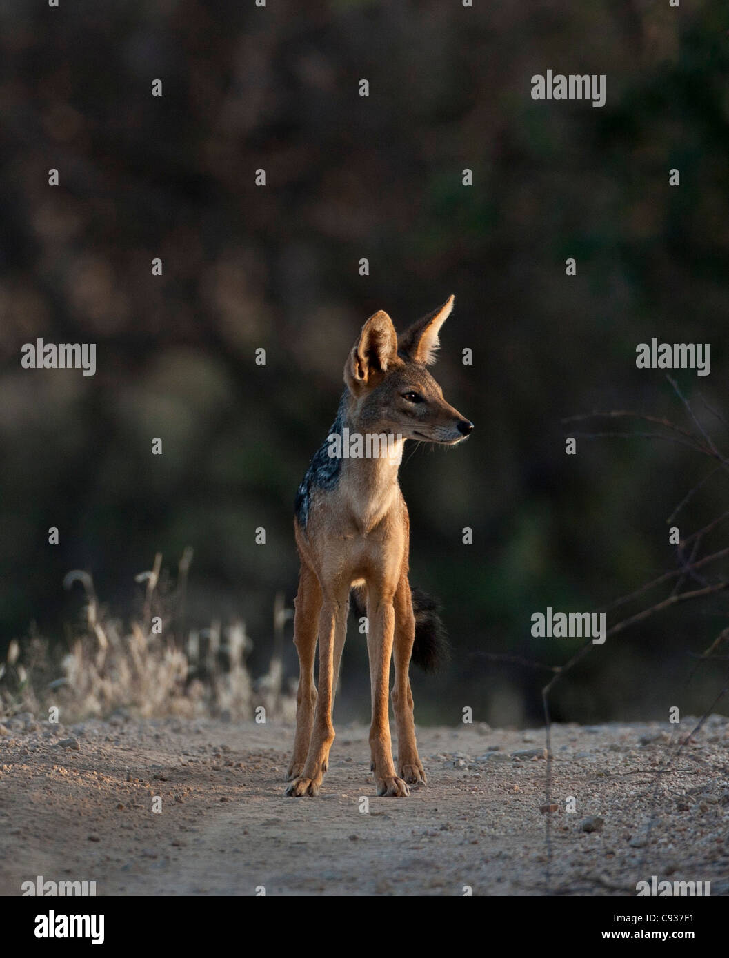 Un chacal à dos noir à Samburu Game Reserve. Banque D'Images