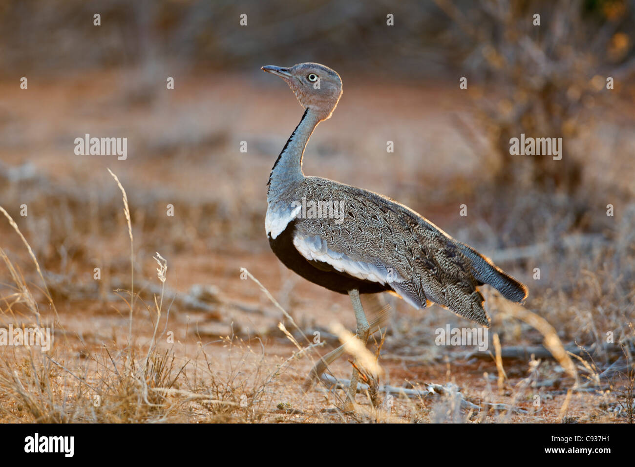 Un Buff-crested Bustard à Tsavo East National Park. Banque D'Images