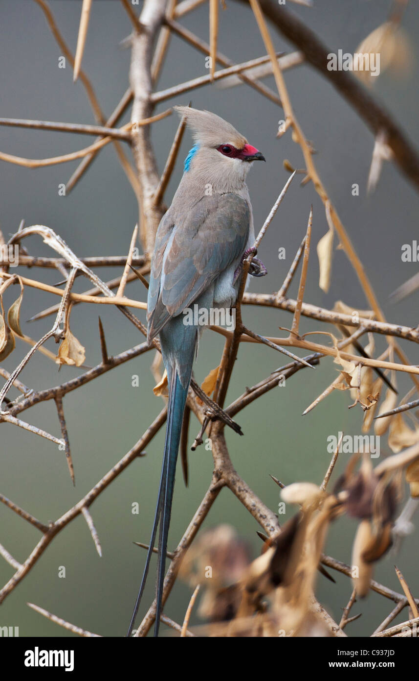 Une grue à cou bleu Mousebird en pays sec vers le lac Magadi. Banque D'Images