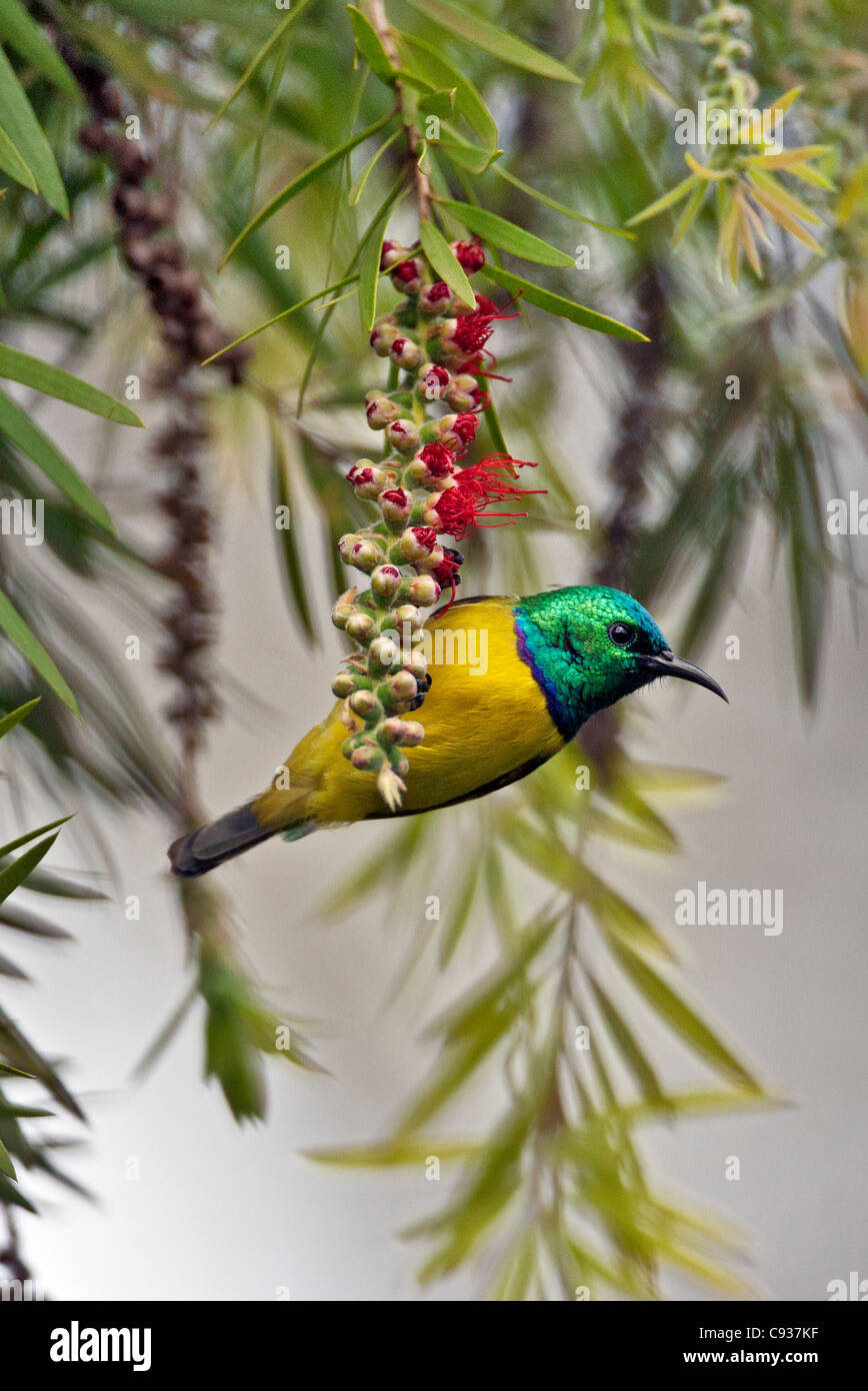 Un collier sur un Sunbird bottlebrush tree. Banque D'Images