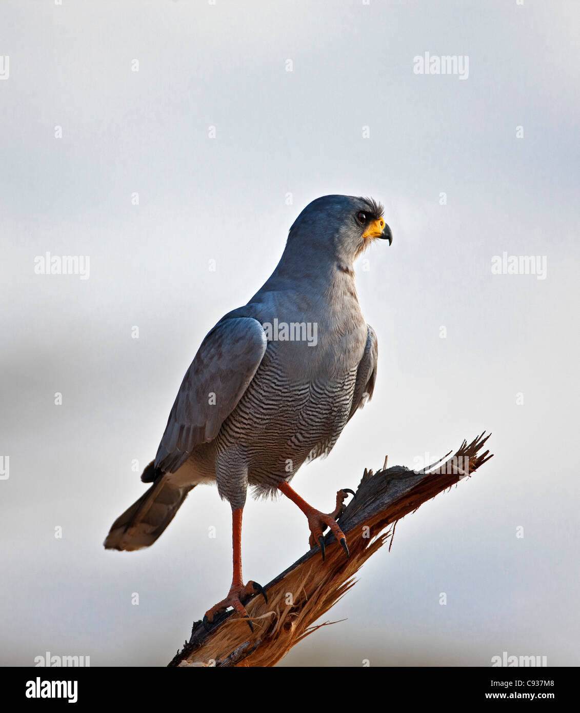 L'est un Chanting-Goshawk. Banque D'Images