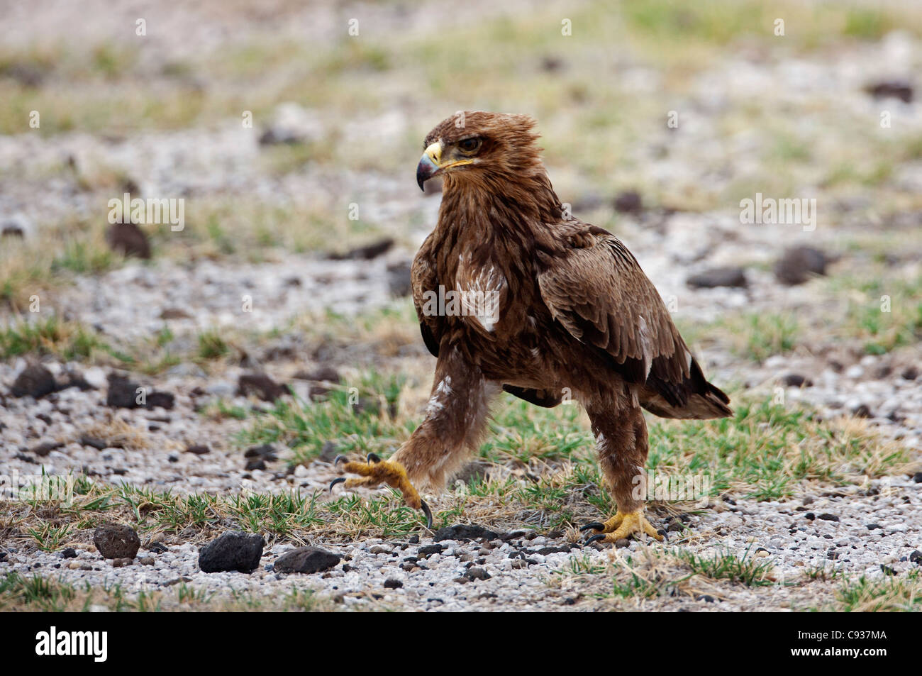 Une steppe Eagle striding out. Les aigles sont ces migrants paléarctique en Afrique de l'Est entre octobre et avril de chaque année. Banque D'Images