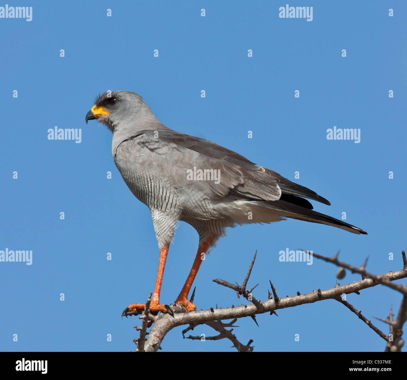 L'est un Chanting-Goshawk. Banque D'Images