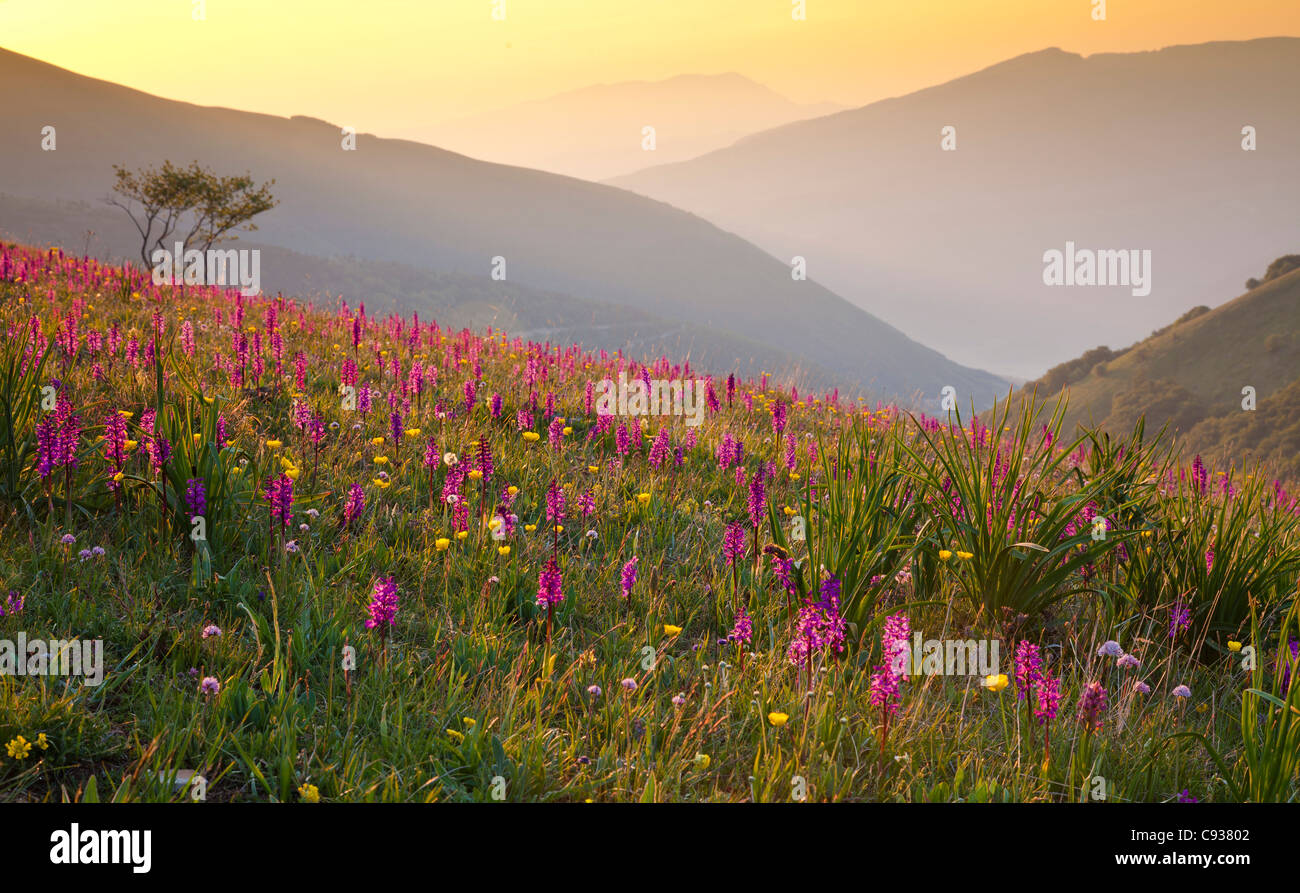 L'Italie, l'Ombrie, Forca Canapine. Orchidées rose croissant dans la Forca Canapine, parc national Monti Sibillini, baigné de lumière à l'aube. Banque D'Images